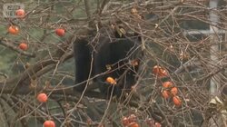 クマ好物「柿の木」伐採進む…思い出の木に葛藤も　前橋市では1万円補助金に市民殺到