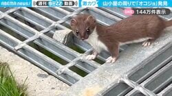 「激カワ天使が野生におるんか…」山小屋で撮影されたオコジョの姿に「ありえんほどかわいく進化した謎の生き物」と反響