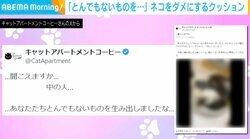 猫を“ダメ”にするクッション!? 6匹でスペースを分け合いくつろぐ姿に投稿者「とんでもないものを生み出しましたな」