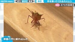 前世は人間？ 手を振るカメムシの貴重映像が話題 お盆中に捉えた決定的瞬間が「もしやご先祖様」と870万回再生