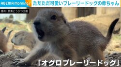 「カワイイ～！」体長約10センチ 赤ちゃん同士でじゃれあう「プレーリードッグ」が話題