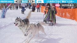 逆転！？ソリを引くではなく“乗る”シベリアンハスキーに「ハスキーだって乗ってみたい！」「ソリ引き係になりたい」と反響