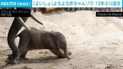 「非常に大きい」約150kgの“赤ちゃんゾウ”が誕生 盲目の母親が命がけで出産 フランス