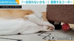 短足でも諦めない！ ボールを取ろうと奮闘するコーギーに「リーチが短すぎる」「ラッコかな」と反響