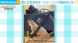 ぽっこりお腹が気になる？回し車でトレーニングするプレーリードッグ ハマりすぎてパートナーから奪い取る様子も