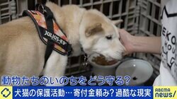 「1匹育てるのに200万円は覚悟」犬猫の保護活動…運営は善意頼み？過酷な現実とは