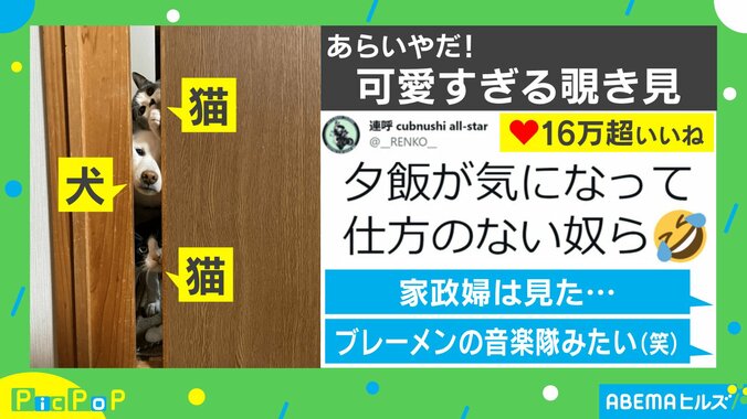 夕飯が気になって…犬と猫の可愛すぎる“覗き見”に悶絶「ブレーメンの音楽隊」「幸せな気持ちになる」 1枚目