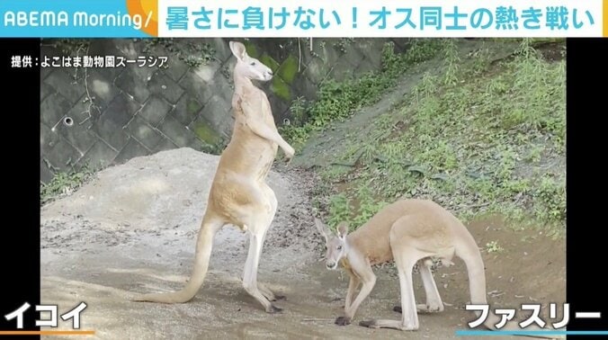 カンガルーのオス同士が熱き戦い…！ からの飼育員に気づき突然の幕切れ 2枚目