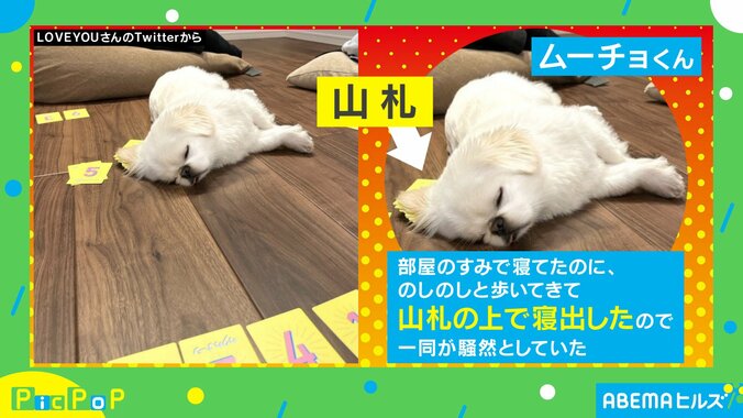 家族でカードゲーム中に乱入者!? 爆睡する犬の“キュートな姿”にほっこり 「可愛い寝顔」「うらやましかったのかな」 1枚目