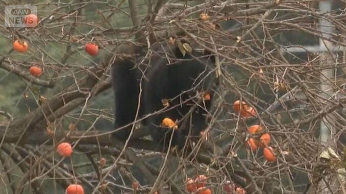 クマ好物「柿の木」伐採進む…思い出の木に葛藤も　前橋市では1万円補助金に市民殺到 1枚目