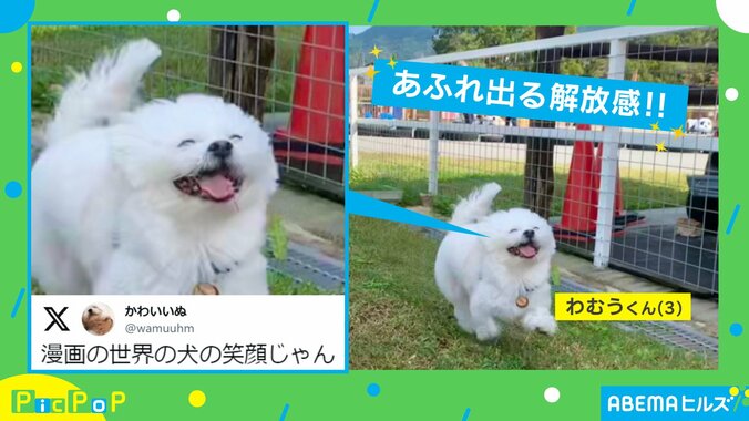 ワシャワシャしたくなるw ドッグランで解放的に走る犬の“満面の笑顔”に「めちゃくちゃ笑ってる」「あだち充のパンチ」など反響続々 2枚目