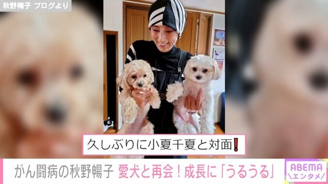 秋野暢子、愛犬たちとの1カ月ぶりの再会に喜び「3人でイチャイチャして過ごします〜」 1枚目