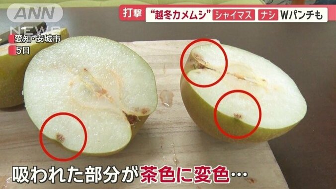 吸われた部分だけが茶色に変色している