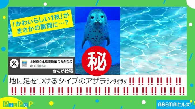 ゴマフアザラシが見せた内股すぎる“立ち姿”