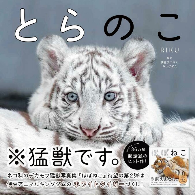 ホワイトタイガーの写真集『とらのこ』の発売即重版が決定 「癒される」「尊くて泣けてくる」と話題 2枚目