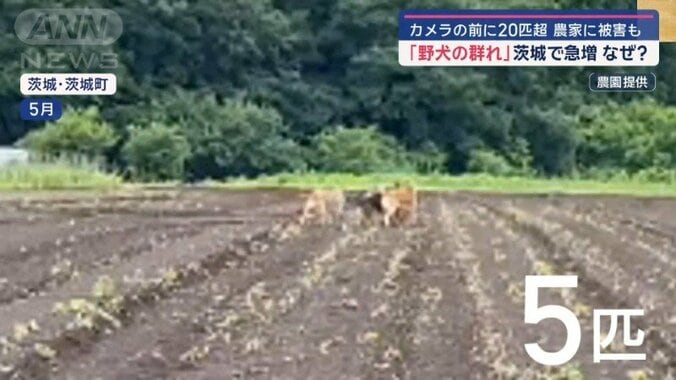 「野犬の群れ」取材中にも20匹超 茨城で“過去最多”急増なぜ 8枚目