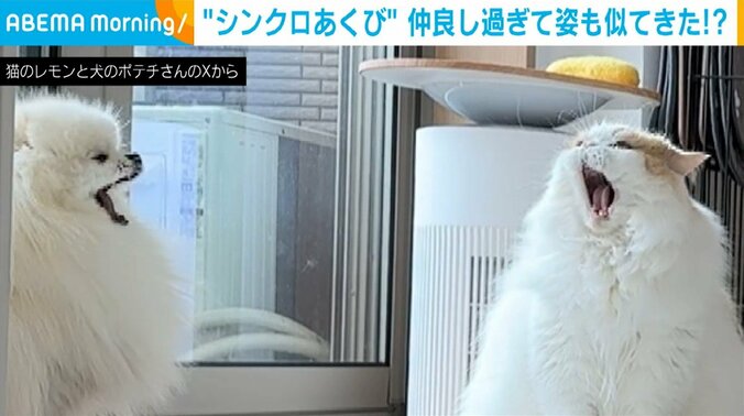 ポメラニアンのポテチくん（2歳）、スコティッシュフォールドのレモンくん（5歳）