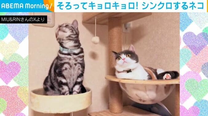 りんちゃん＆みゅーちゃん