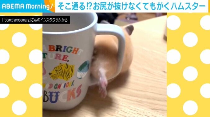 キンクマハムスターのむぎちゃん