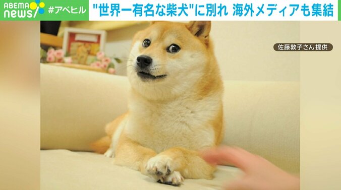 “世界一有名な柴犬”かぼすちゃん