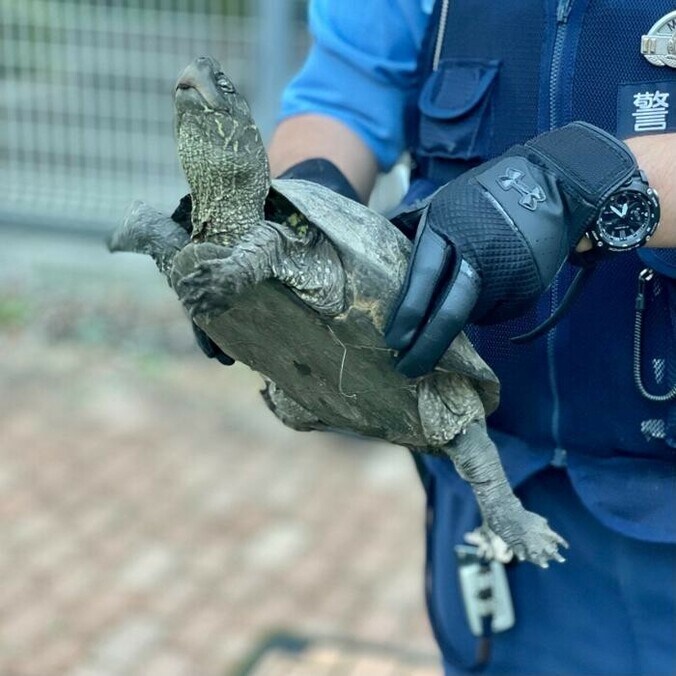 だいたひかるの夫、110番して警察を呼んだ出来事「手前のアスファルトが一瞬モゾっと…」  1枚目