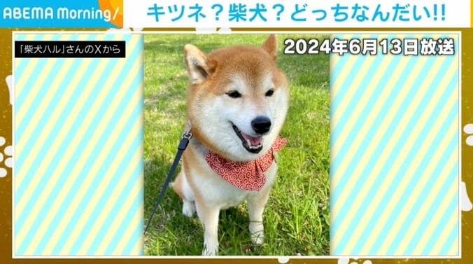 柴犬のハルちゃん