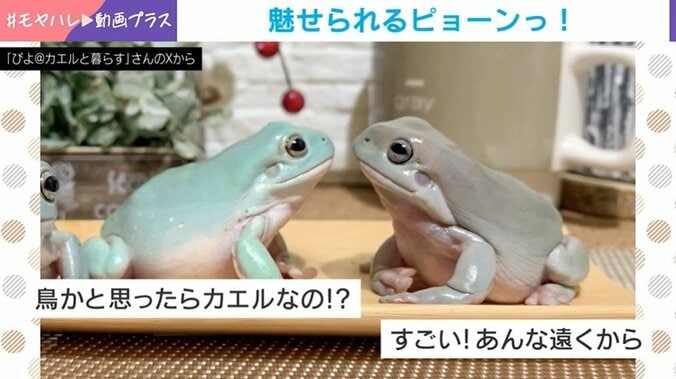 イエアメガエル