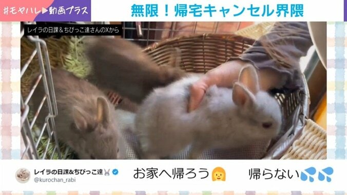 うさぎの赤ちゃんたち