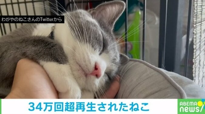 手の上で“スヤスヤ”と眠る猫 飼い主にベッタリと甘える 「その場所交代して」「ゴロゴロ言ってるのが可愛い」癒やされる人多数 1枚目