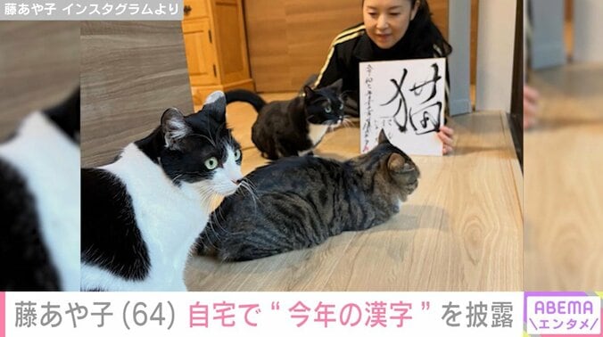 藤あや子と愛猫たち