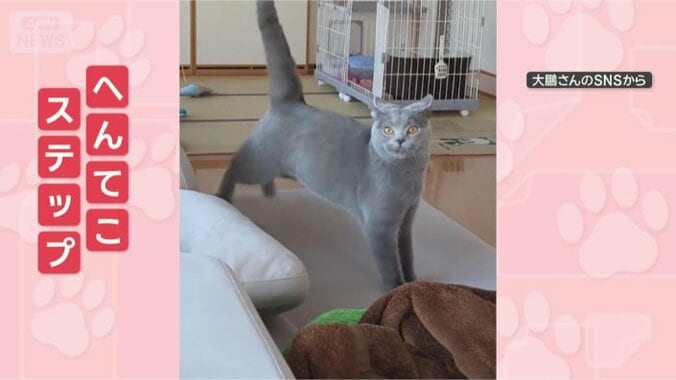 きょうのステップはどう？