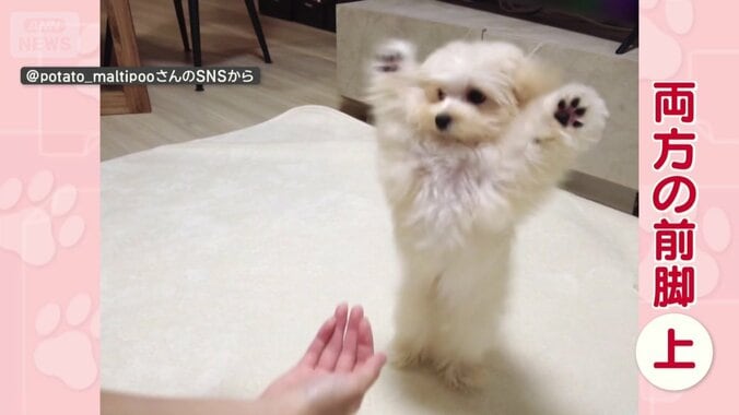 両前脚を上げてお手