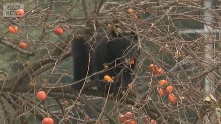 クマ好物「柿の木」伐採進む…思い出の木に葛藤も　前橋市では1万円補助金に市民殺到
