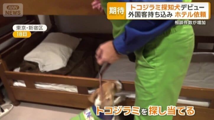 ホテルに模した部屋でもトコジラミを探し当てる