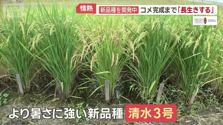 すでにできつつあるという清水3号