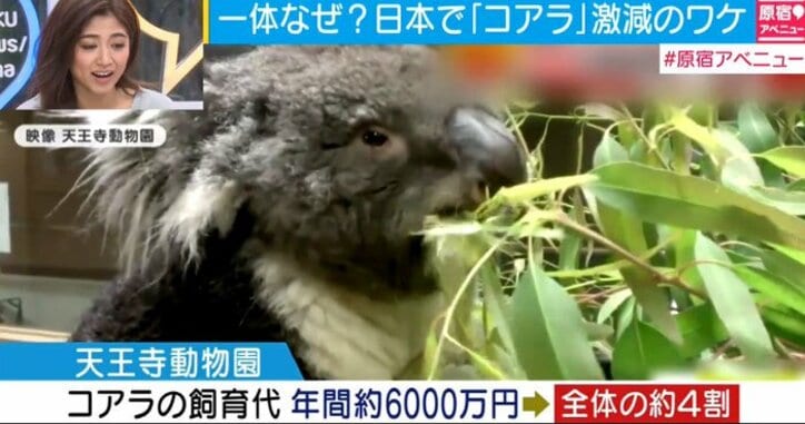 日本の動物園でコアラが激減 原因は贅沢すぎる食生活 その他 Abema Times