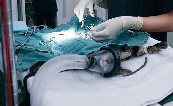 ペット”殺処分ゼロ”の裏で進行するひずみ…日本人は「命を扱っている」という意識を