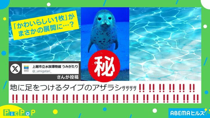 ゴマフアザラシが見せた内股すぎる“立ち姿”
