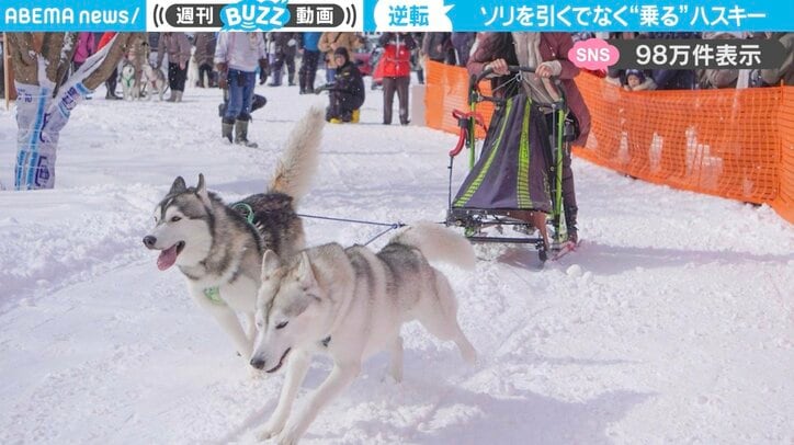 シベリアンハスキー