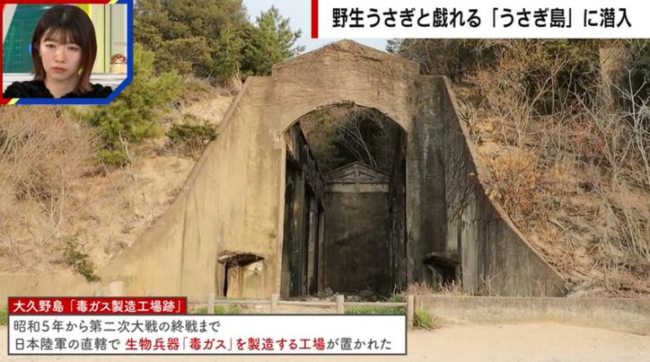 【写真・画像】「地図から消された島」がSNSで話題の「うさぎ島」へ 毒ガスの実験動物として使われた悲しい歴史も　3枚目