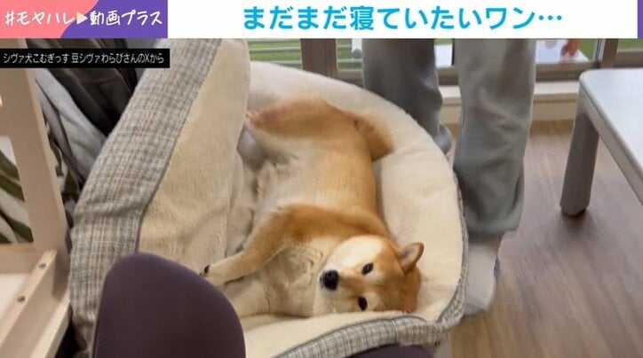 柴犬のわらびちゃん