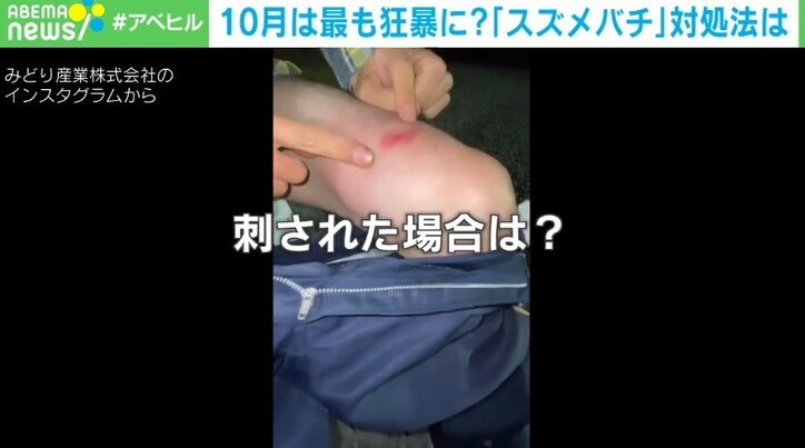 スズメバチは10月が最も凶暴に? “100回以上刺された”専門家が明かす遭遇時&刺された時の対処法