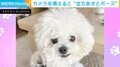 カメラを構えると…“全力あざとポーズ”する子犬に「最強かよ~」「あらあら…可愛い〜!」と絶賛の声