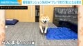 テンションMAX→“ある1枚のカード”を見た瞬間「無」になる柴犬が話題「目から光が消えるの草」「スンってなるのたまらなく可愛いw」