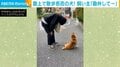 何度お尻を持ち上げられてもペタン 「絶対に歩きたくない」柴犬と飼い主の戦い