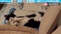 ソファでくつろぐ猫 飼い主と目が合い“硬直”する姿に「お目目ぱちくりしてるの可愛すぎ」「べ、別にくつろいでた訳じゃないにゃ」
