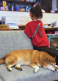 尾形あい『家づくりでまず、悩みを相談。』