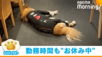 【映像】ピークタイム中に入り口前で“爆睡する看板犬”