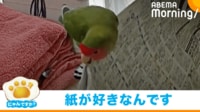 【映像】雑誌の上でも器用に立つコザクラインコ