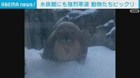 大寒波で水族館にも雪降り積もる オットセイは驚いたような表情